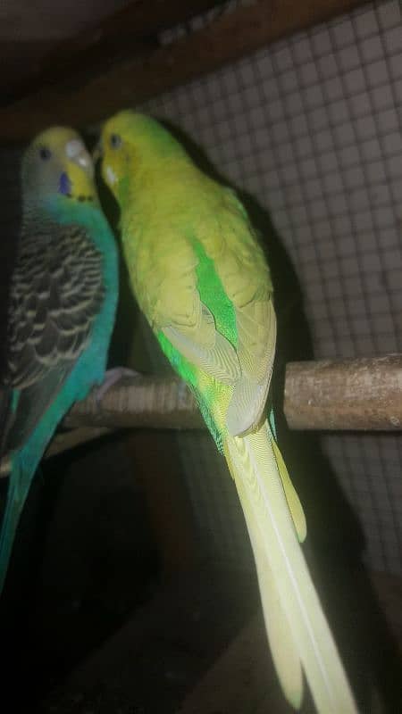 budgies parrot 1