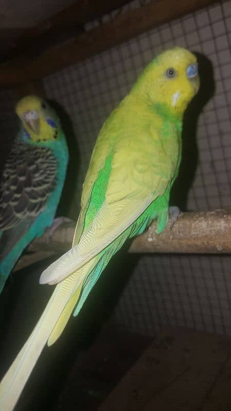 budgies parrot 2