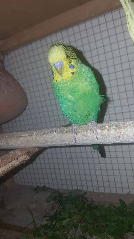 budgies parrot 3