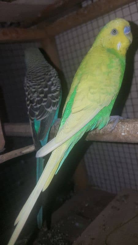 budgies parrot 4