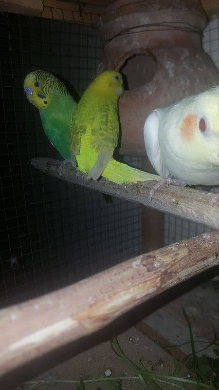 budgies parrot 5