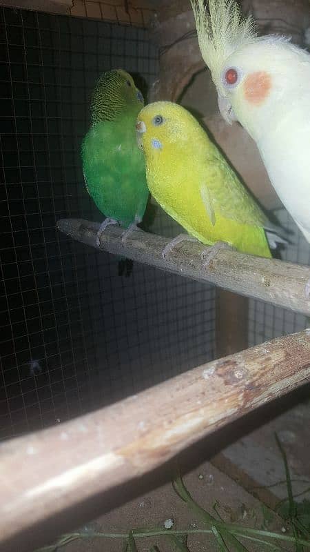 budgies parrot 6