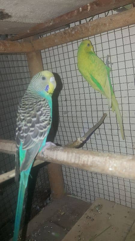 budgies parrot 8