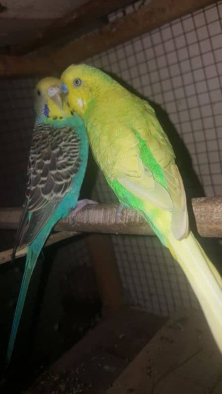 budgies parrot 10