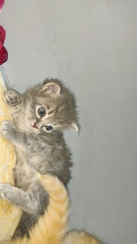 kitten for sale each kitten price 6000 4