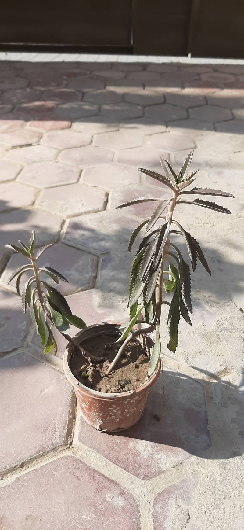 Maxican hat plant known as Bryophyllum daigremontianum 0