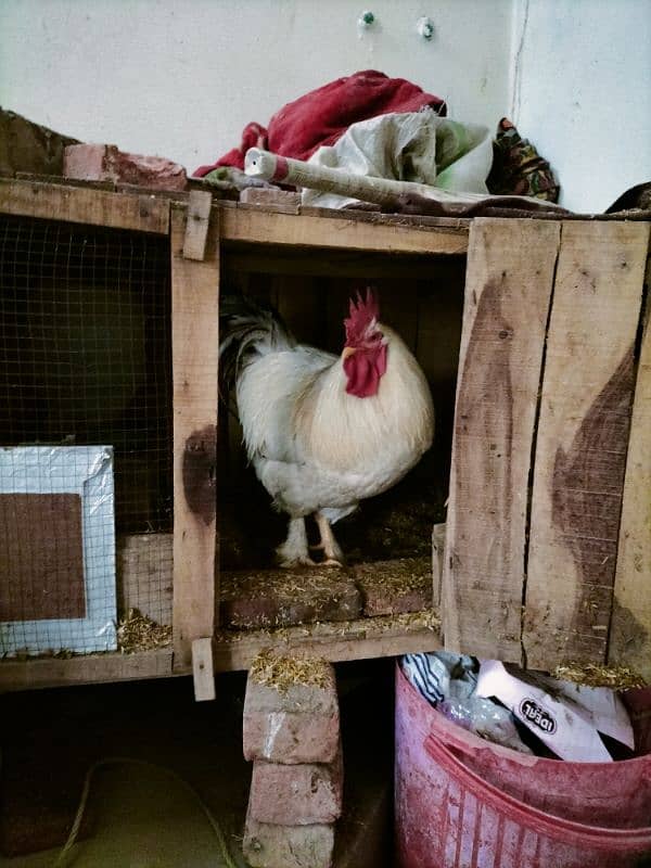 3 Cages for Sale. one Iron and two wood ایک لوہے کا اور دو لکڑی کے 3