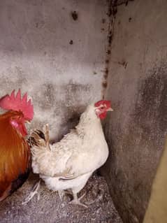 desi hen pair murgha murghi  03240045535