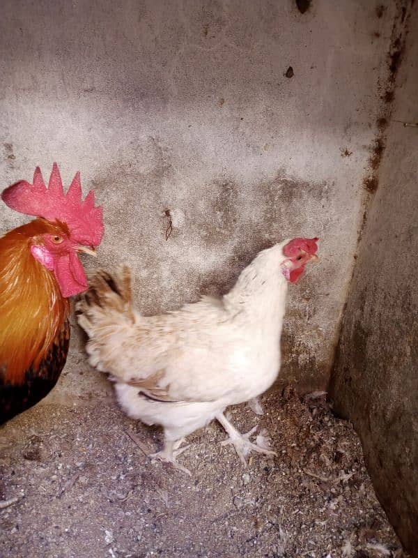 desi hen pair murgha murghi  03240045535 4