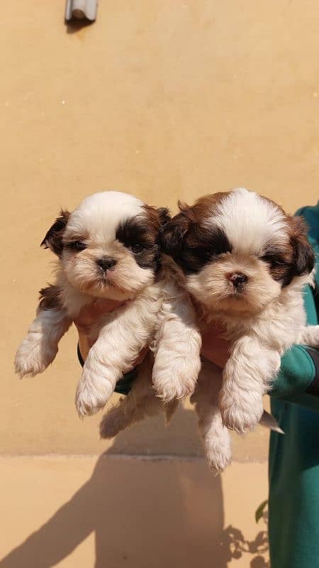 Shihtzu puppies pair for sale 0