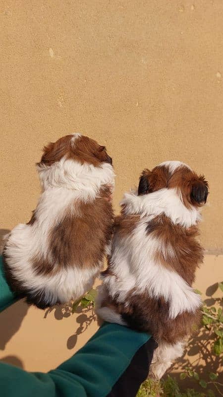 Shihtzu puppies pair for sale 1