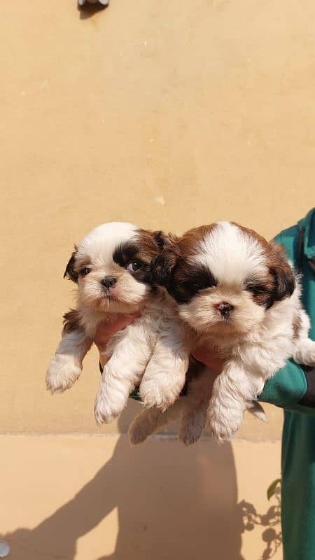 Shihtzu puppies pair for sale 2