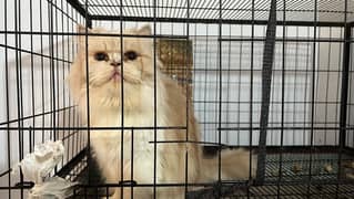 persian female cate for sale