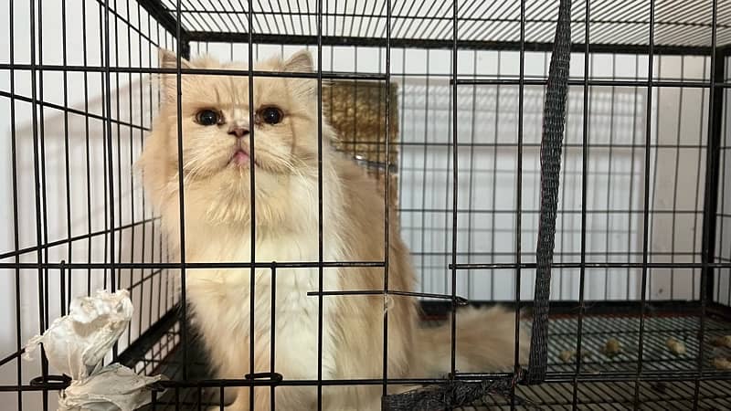 Persian cat / Persian kittens /triple coated/punch face /female Cat 2