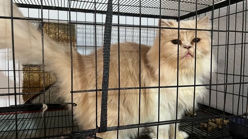 Persian cat / Persian kittens /triple coated/punch face /female Cat 4