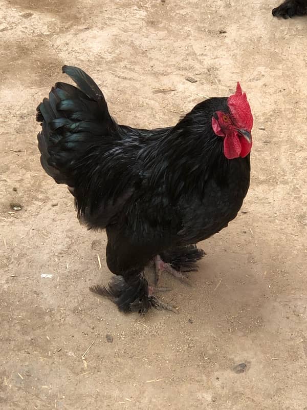 Black bantam pair for sale 1