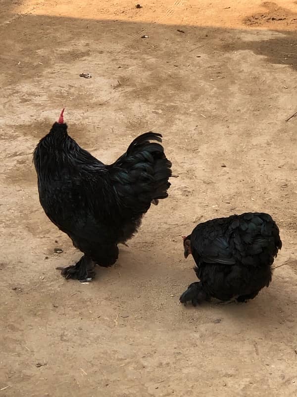 Black bantam pair for sale 2