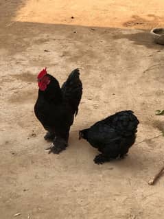 Black bantam pair for sale