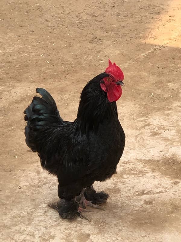 Black bantam pair for sale 3