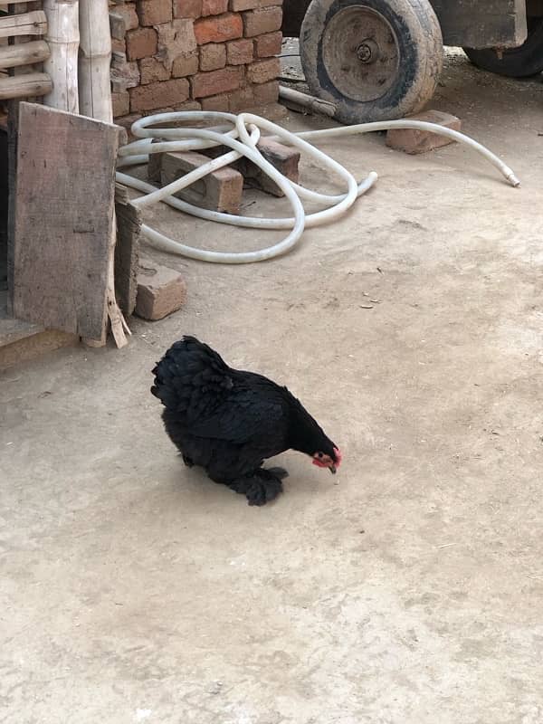 Black bantam pair for sale 4