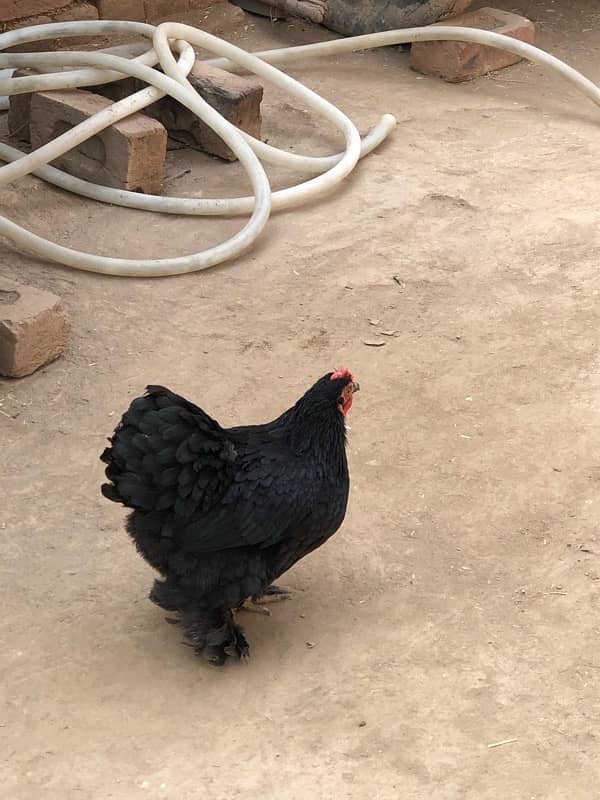 Black bantam pair for sale 5