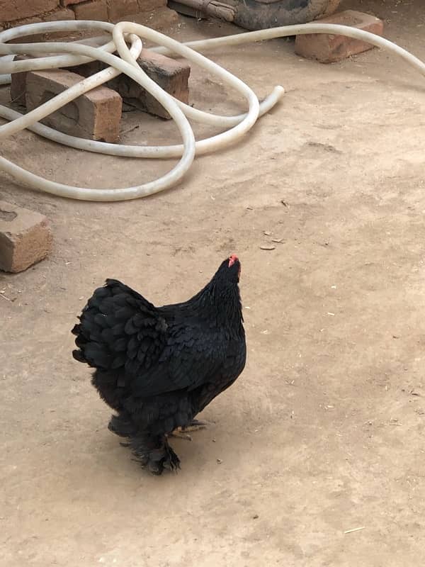 Black bantam pair for sale 6