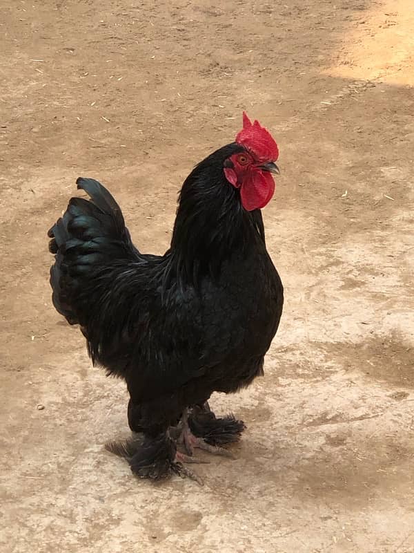 Black bantam pair for sale 7