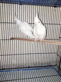 cocktail eno red eyes breeder pair for sale