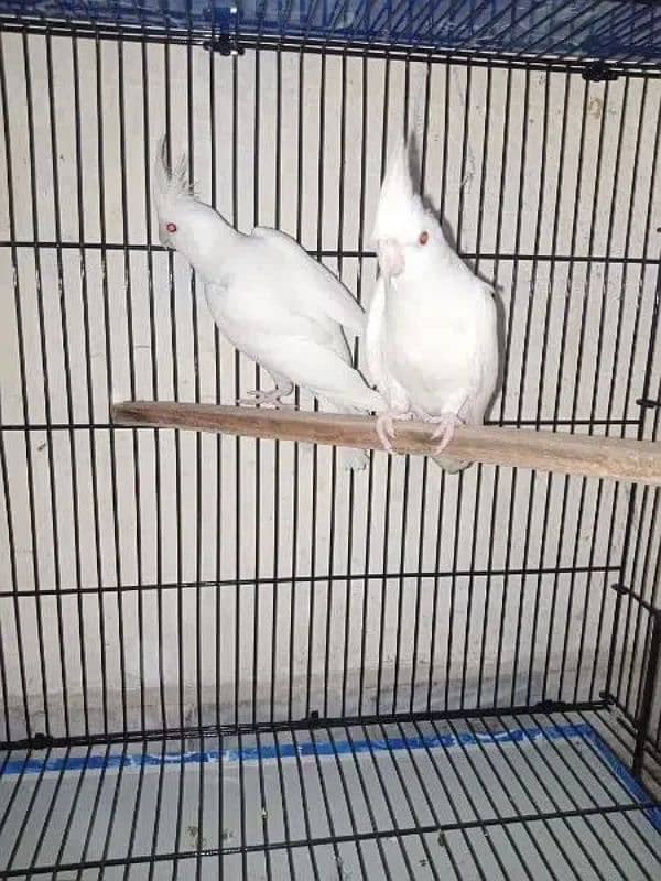 cocktail eno red eyes breeder pair for sale 0