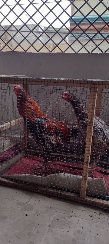 pair of hens aseel 1