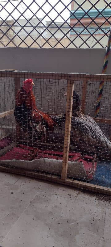 pair of hens aseel 3