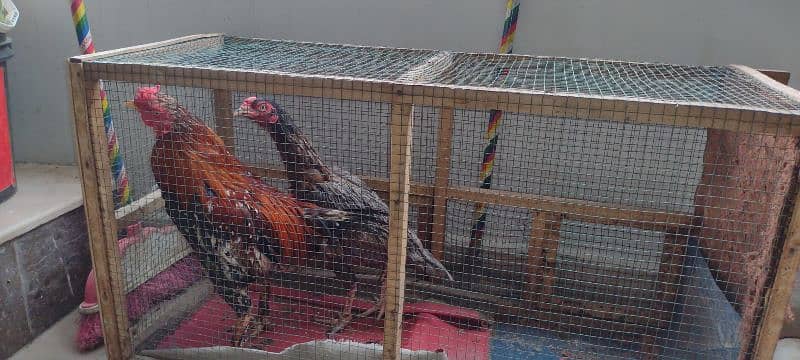 pair of hens aseel 6