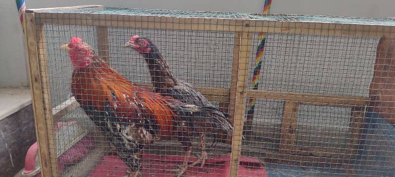 pair of hens aseel 7