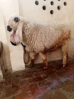 pure Sargodha kajli chatri female with baby female for sale