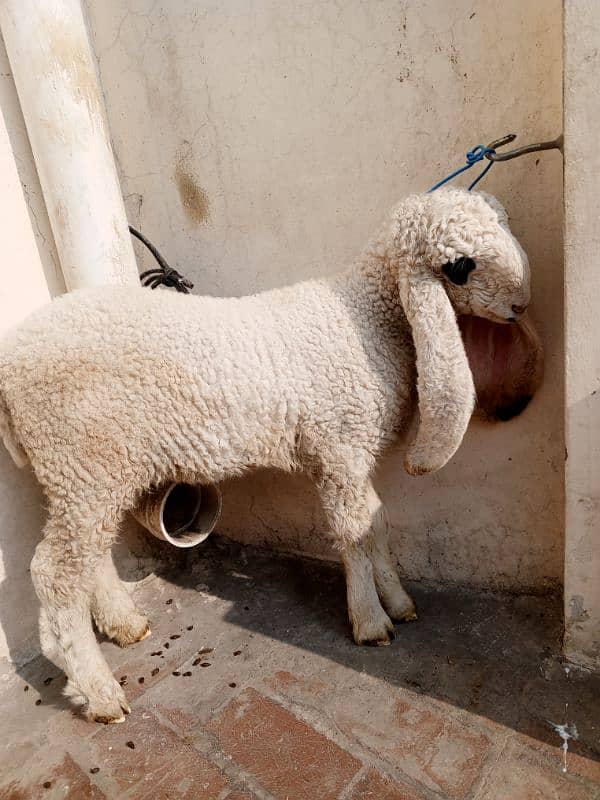 pure Sargodha kajli chatri female with baby female for sale 6