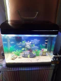 a important aquarium for sale