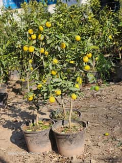 China Lemon Plant