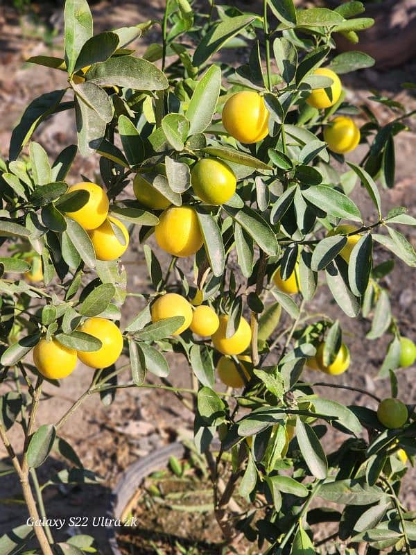 China Lemon Plant 1