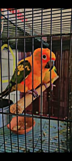 sun conure