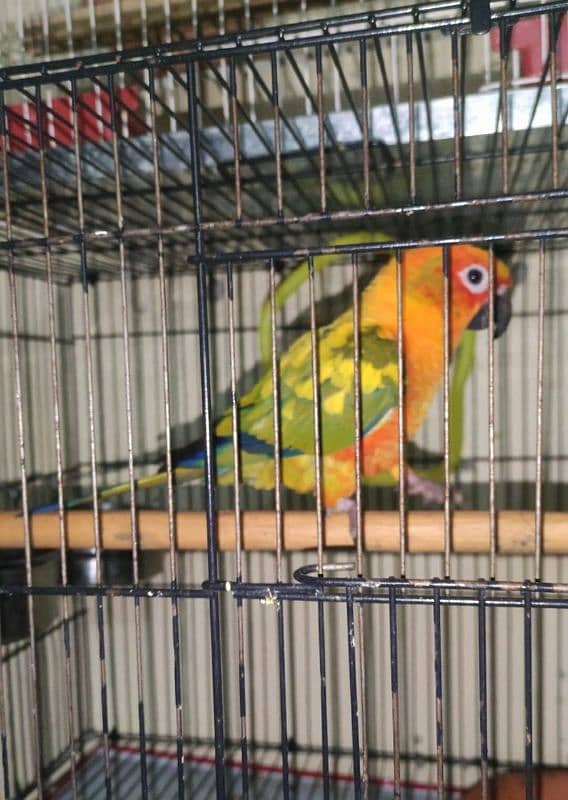 sun conure 5