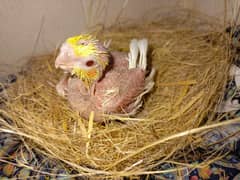 Common White Cocktail Chicks Good For Hand Tame