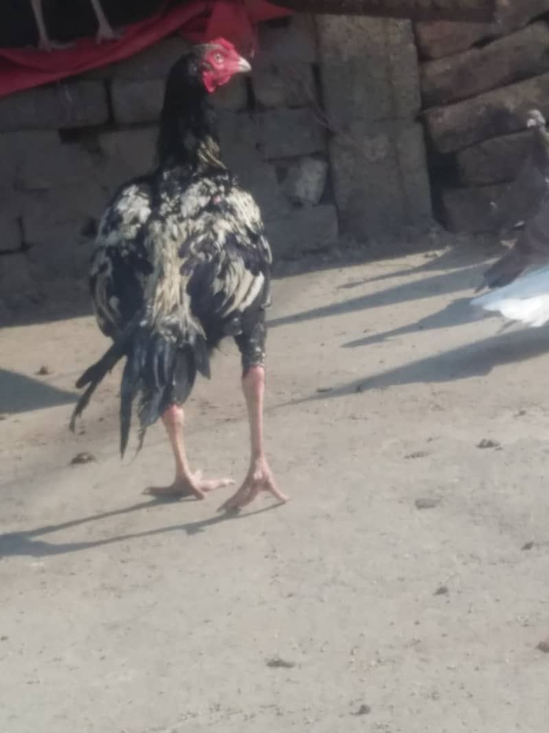 Aseel Patha . or fancy pigeon for sale 2