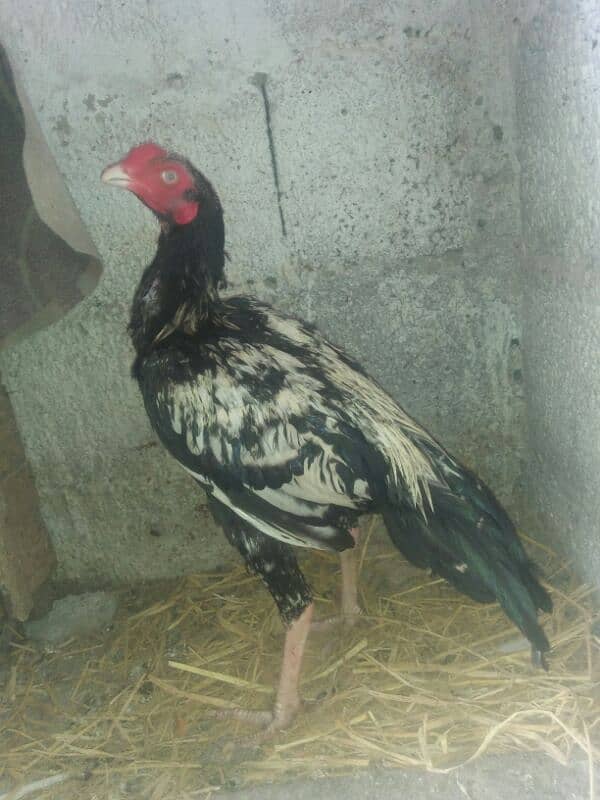 Aseel Patha . or fancy pigeon for sale 3