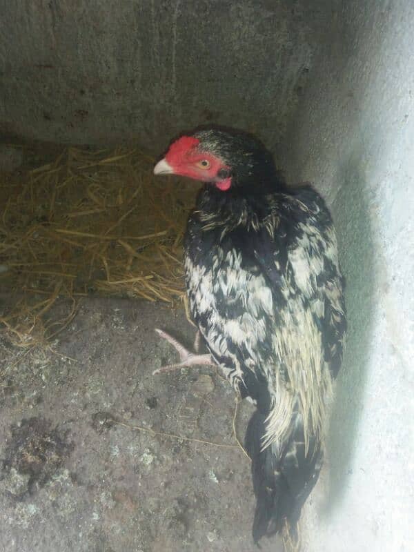 Aseel Patha . or fancy pigeon for sale 5