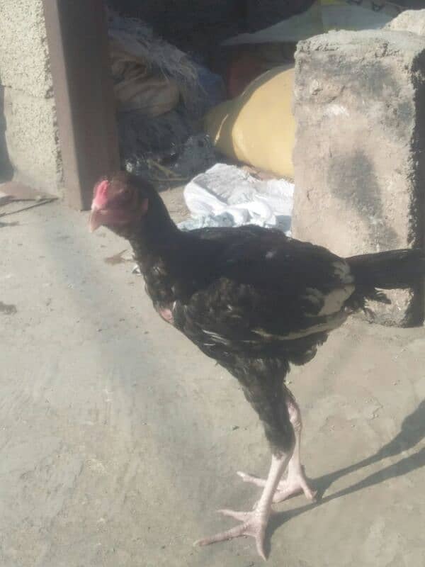 Aseel Patha . or fancy pigeon for sale 7