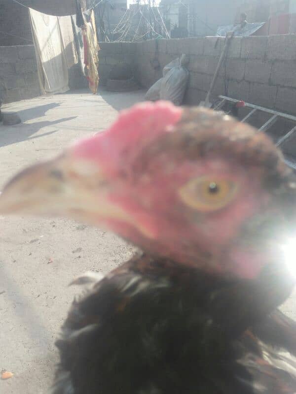 Aseel Patha . or fancy pigeon for sale 8