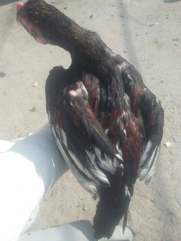 Aseel Patha . or fancy pigeon for sale 9