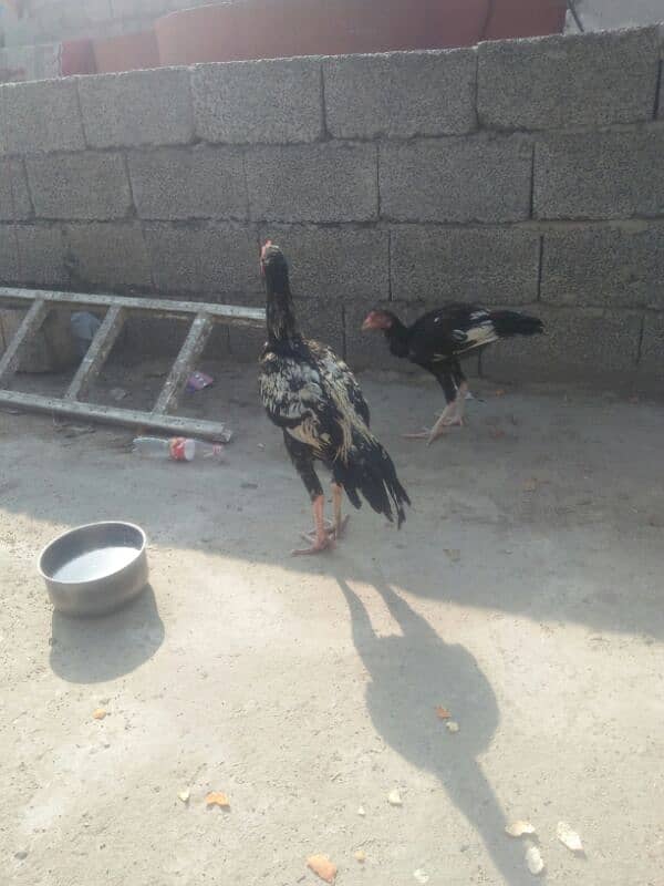 Aseel Patha . or fancy pigeon for sale 10