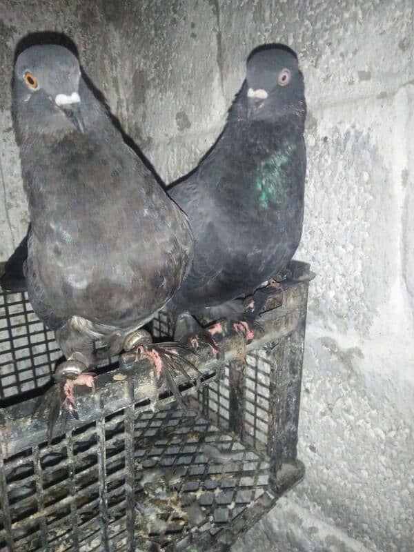 Aseel Patha . or fancy pigeon for sale 12