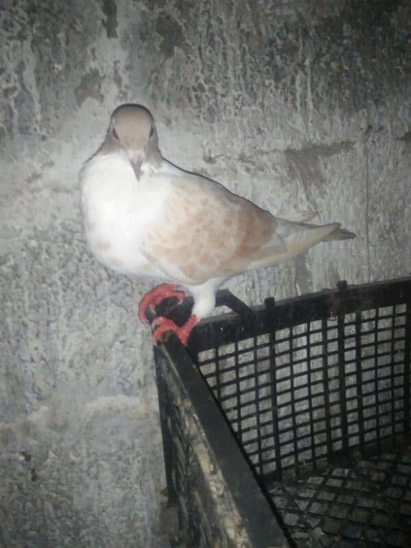 Aseel Patha . or fancy pigeon for sale 13